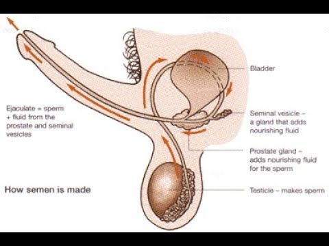 How To Produce More Cum